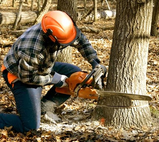 Tree Removal in Newport, VT